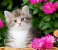 1000145102.webp