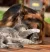 1000153511.webp 1000153511.webp