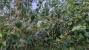 1000163780.webp