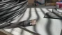 1000166307.webp