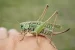 Decticus_verrucivorus_(42083043185).webp