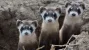 a7d0aaae28957674f8c325899093beff.webp