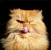 18398.webp