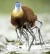 a-jacana-bird-carrying-its-young-v0-vhy49xm8scsa1.webp