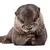 otter.webp