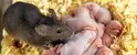 mouse_mother_babies.webp