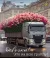 1000125733.webp