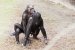 640px-Bonobo_sexual_behavior_1.jpg