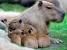 pups-feeding-time-v0-a8r8ssxshbv91.webp