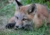 fox-3_result.webp