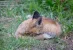 fox-4_result.webp