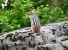 chip and dail_result.webp