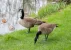 goose_result.webp