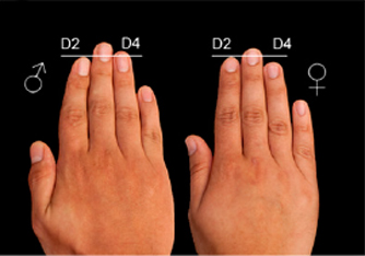 zheng-2D-4D-digit-ratio.jpg