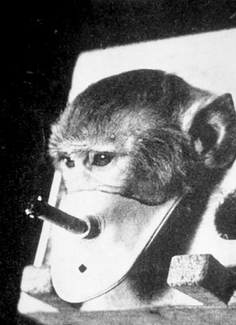 в станке для изнасилования самки